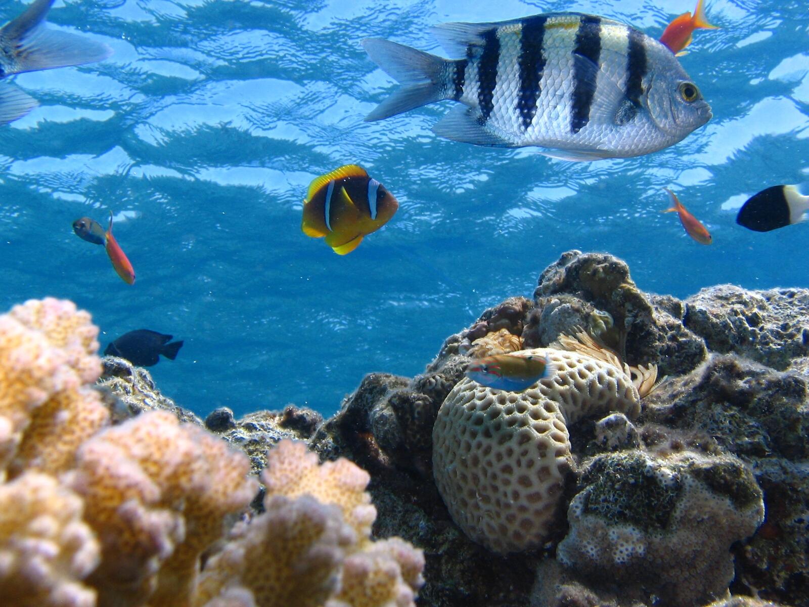 Морское дно с кораллами и рыбками