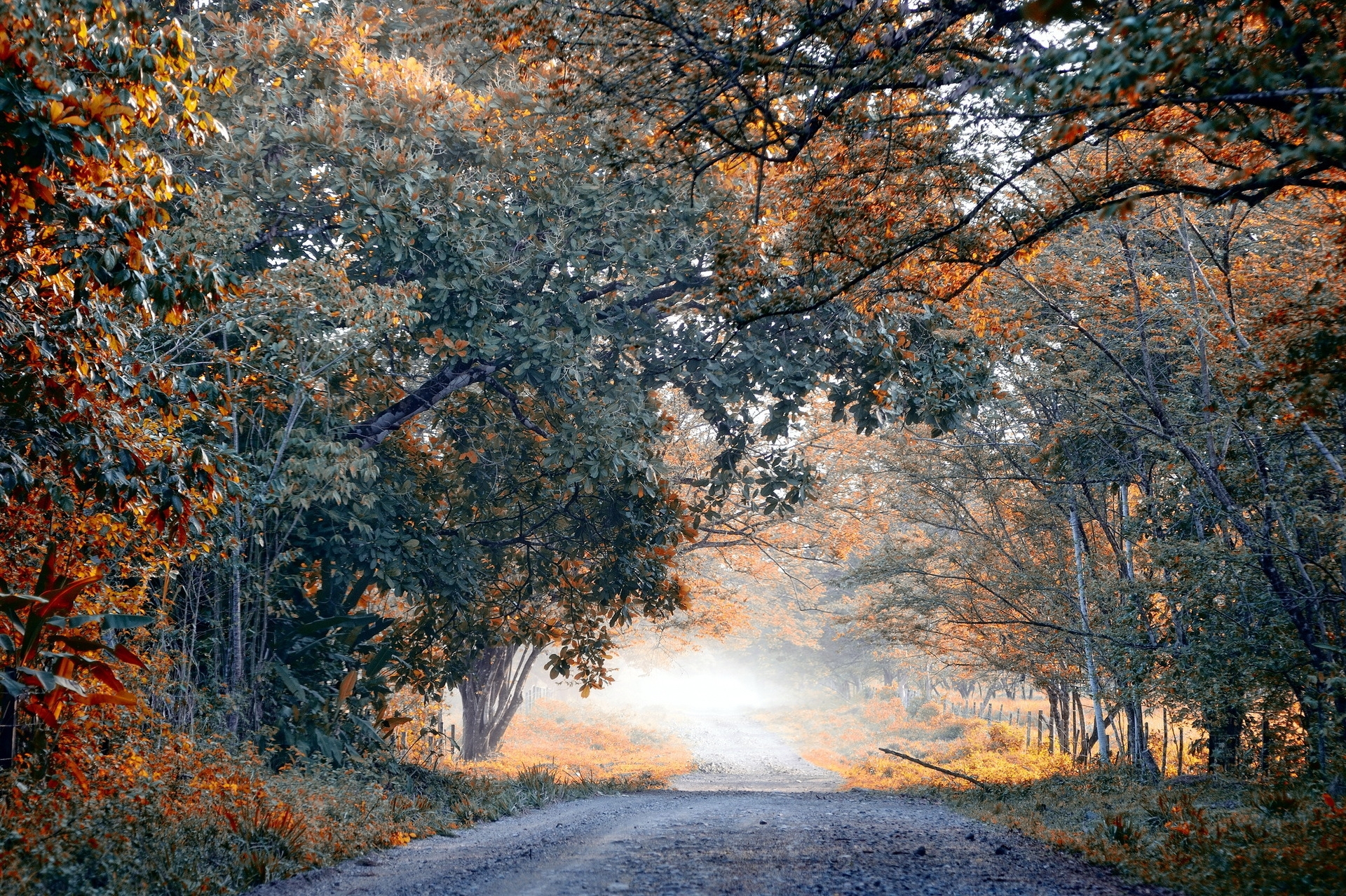 Picture of a dirt road in the fall woods