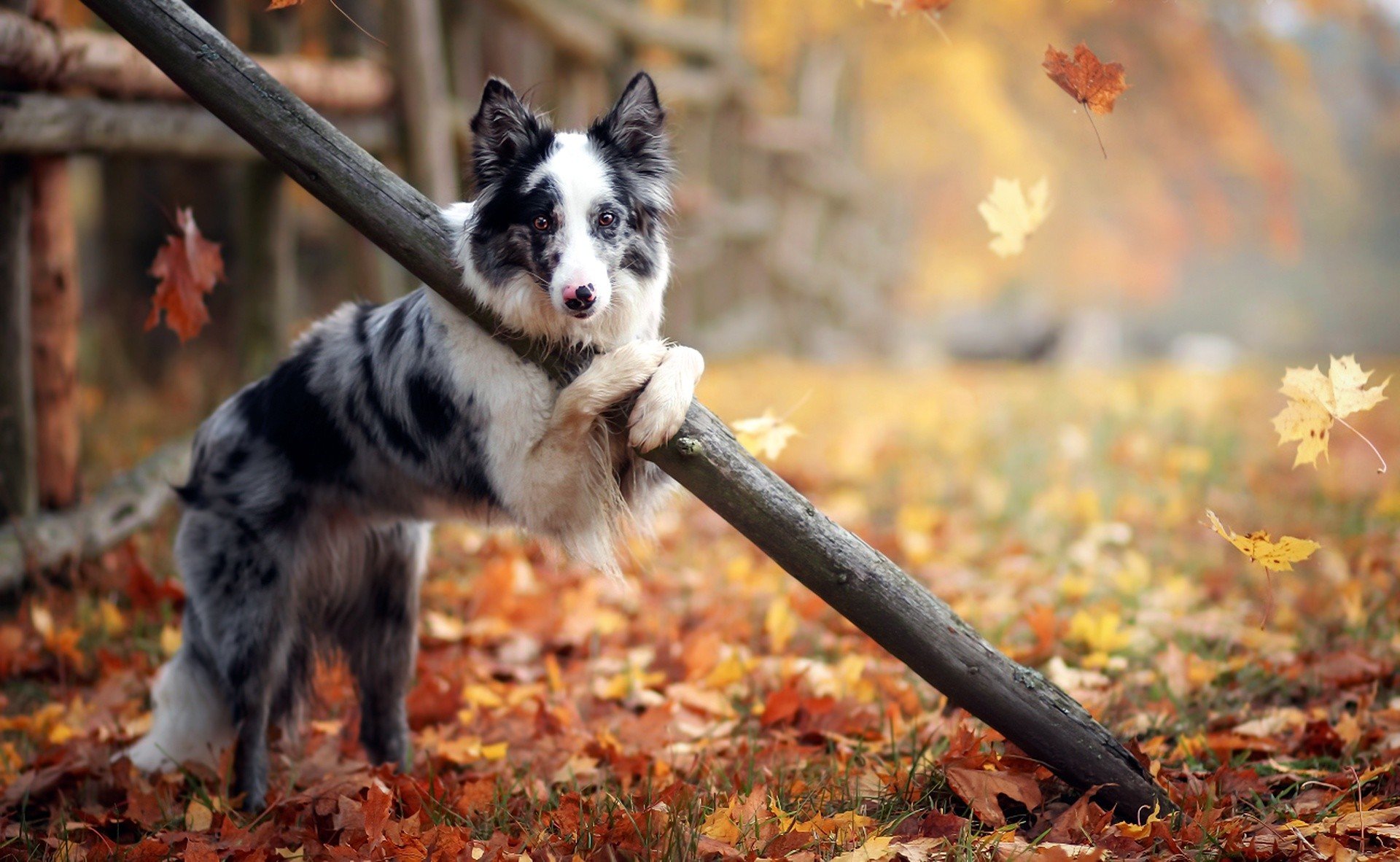 秋天的斑点狗