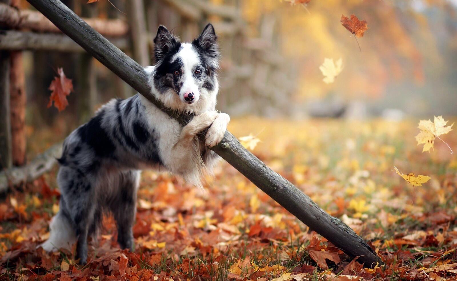 Free photo A spotted dog in the fall