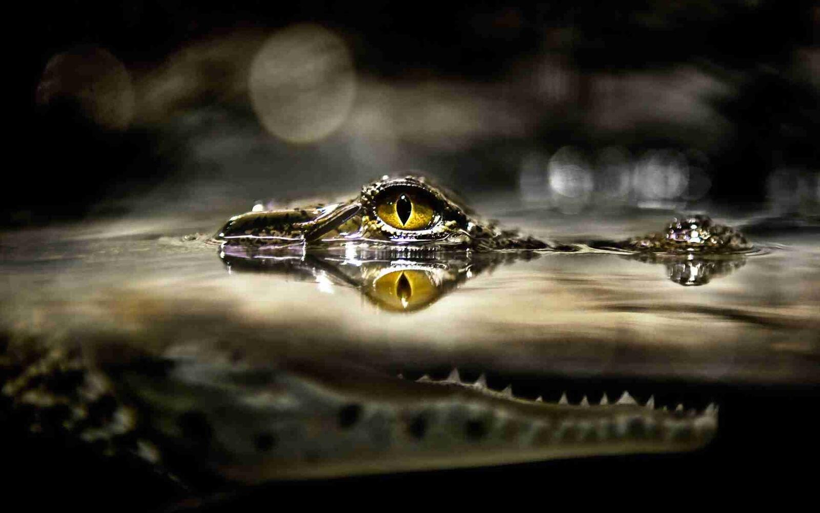 Крокодил наблюдает из под воды