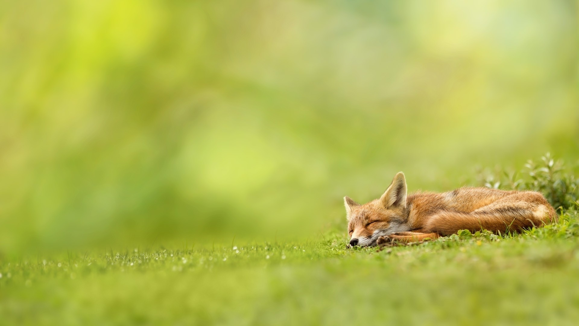一只狐狸在绿草地上休息，准备过夏。