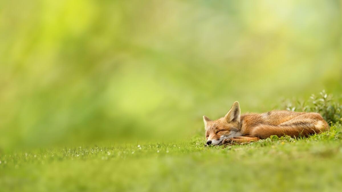 A fox rests on the green grass for the summer.