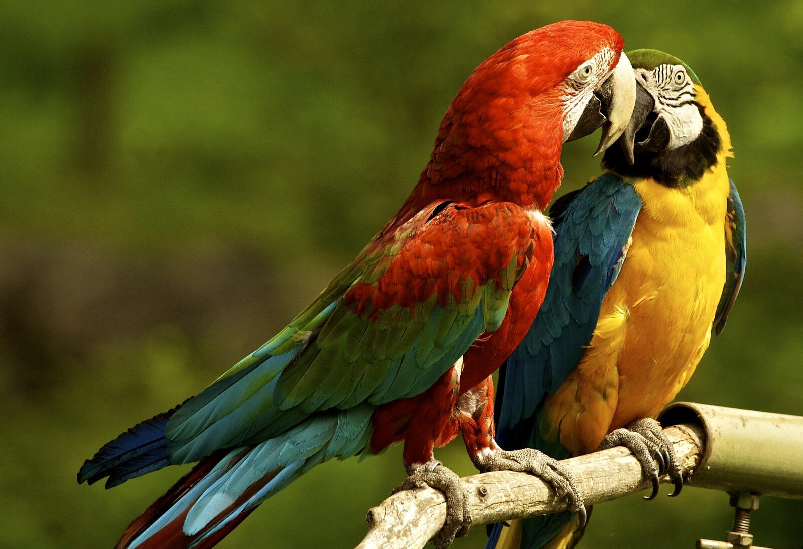 Two Arah parrots sitting on a branch