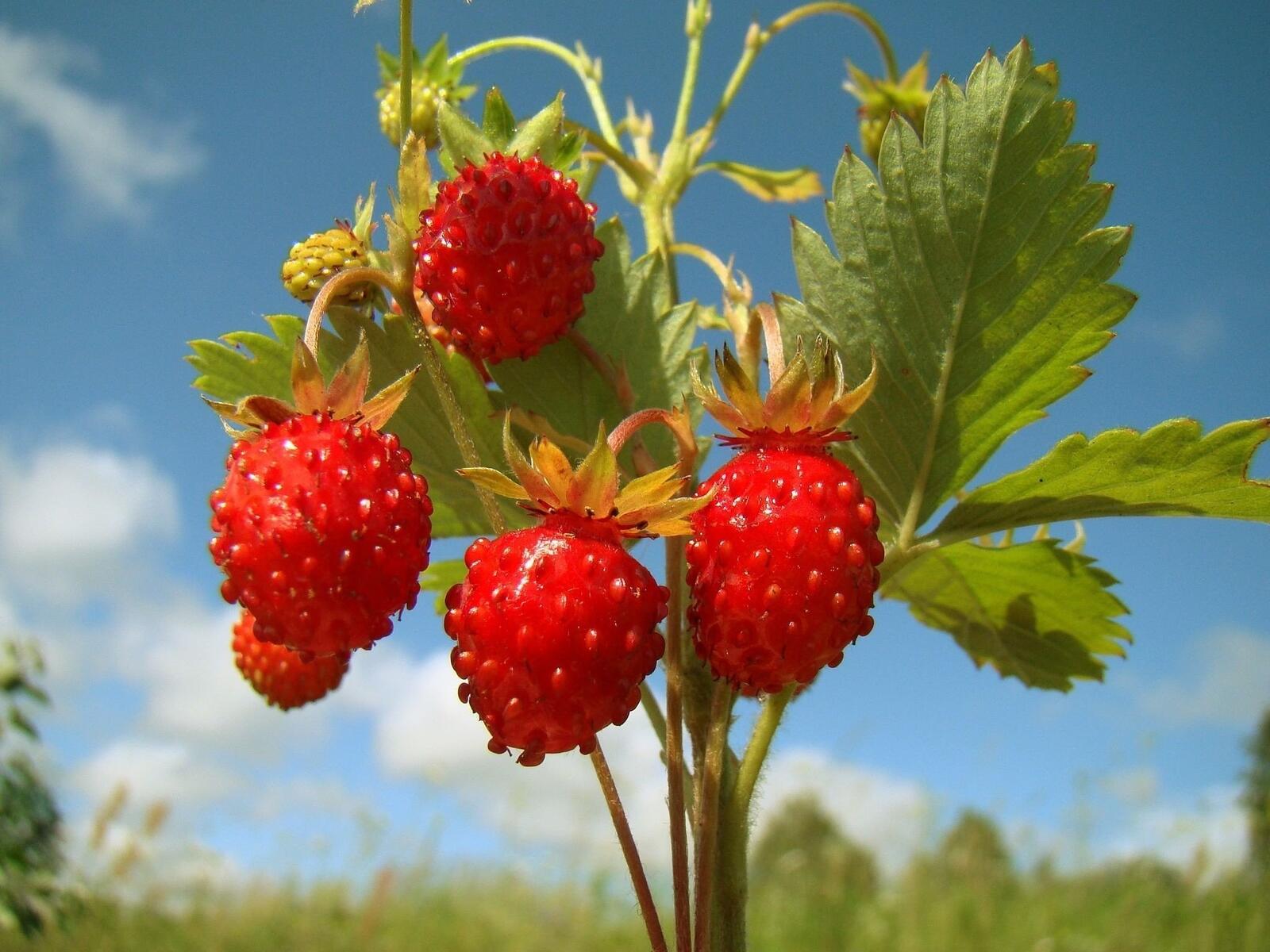 Бесплатное фото Веточка с ягодами земляники