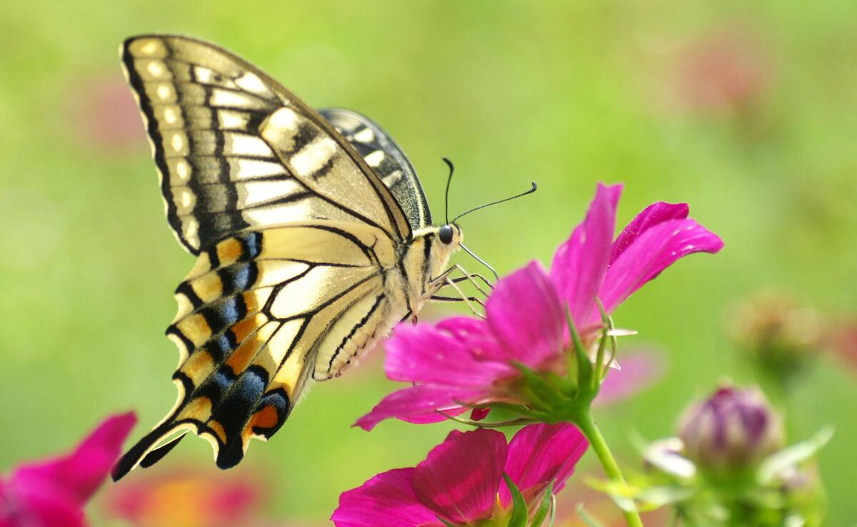 Яркая бабочка на цветке