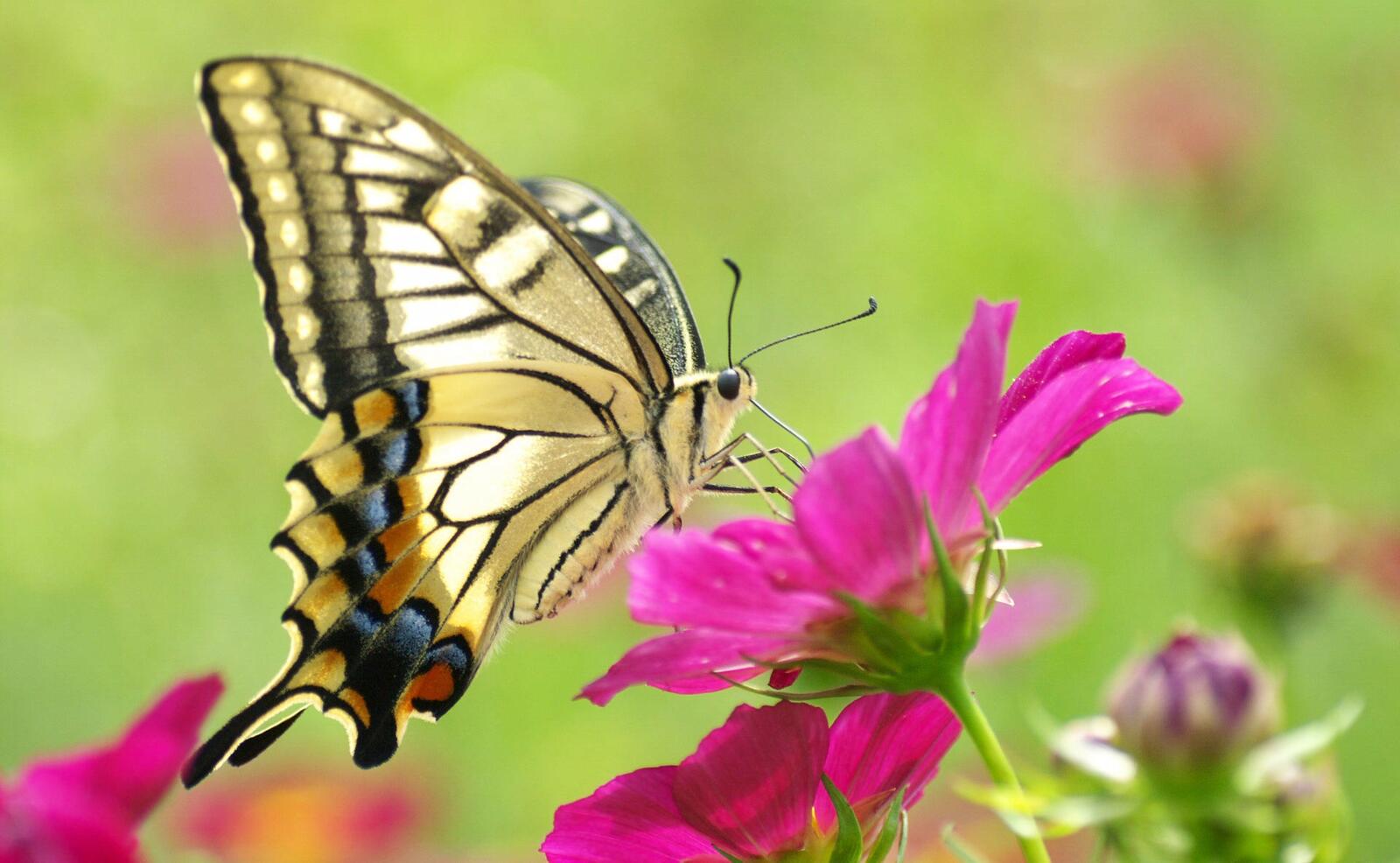 Бесплатное фото Яркая бабочка на цветке