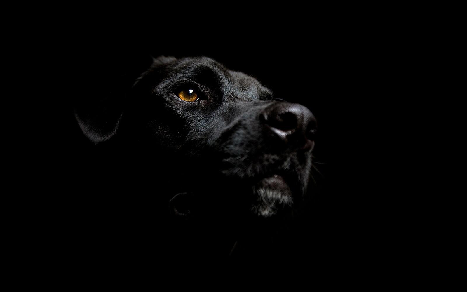 Бесплатное фото Морда черного пса на черном фоне