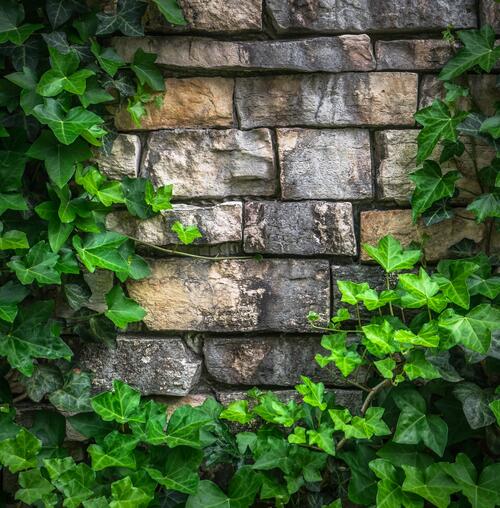A plant with green leaves grows on a stone wall