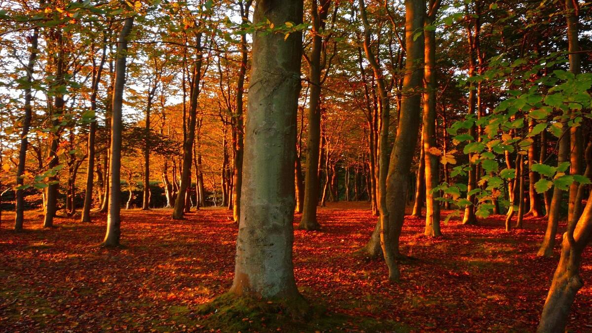 Осенний лес во время листопада