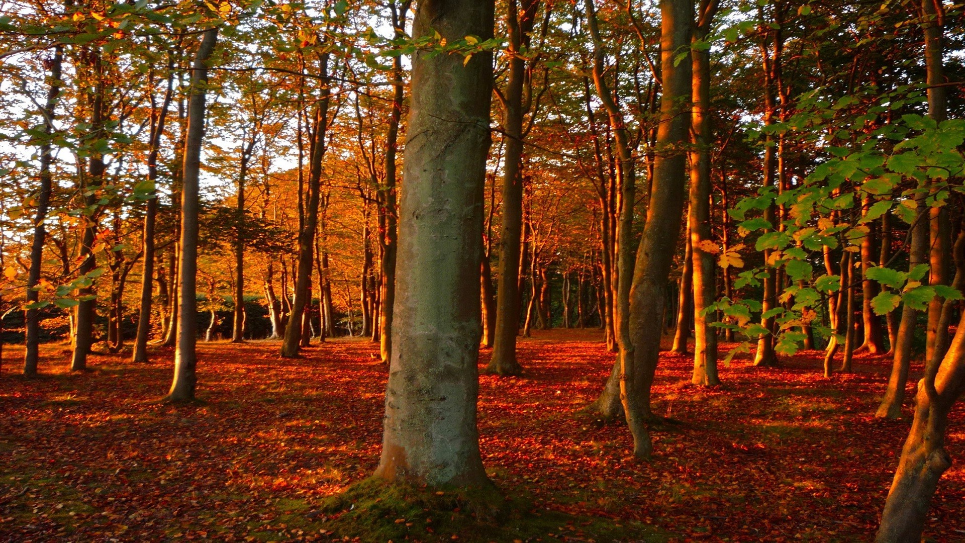 Бесплатное фото Осенний лес во время листопада