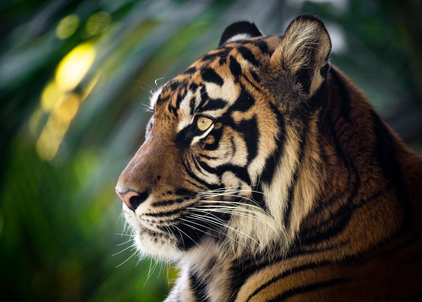 Бесплатное фото Большой тигр