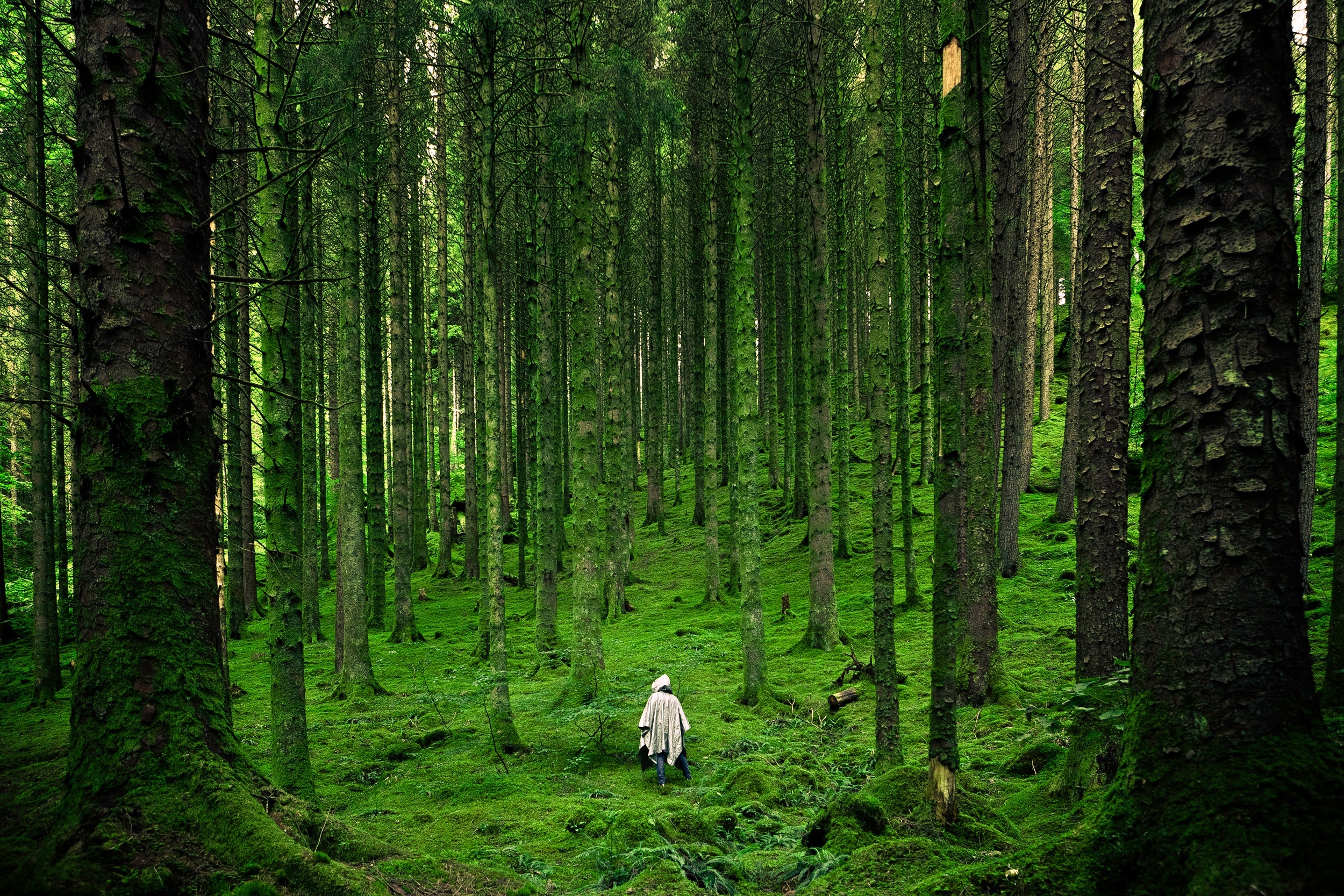 免费照片一片长满绿色苔藓的古老针叶林。