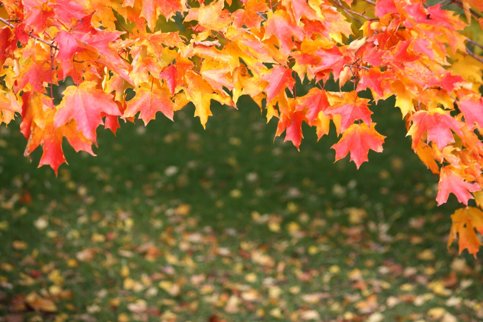 Free photo Autumn maple leaves