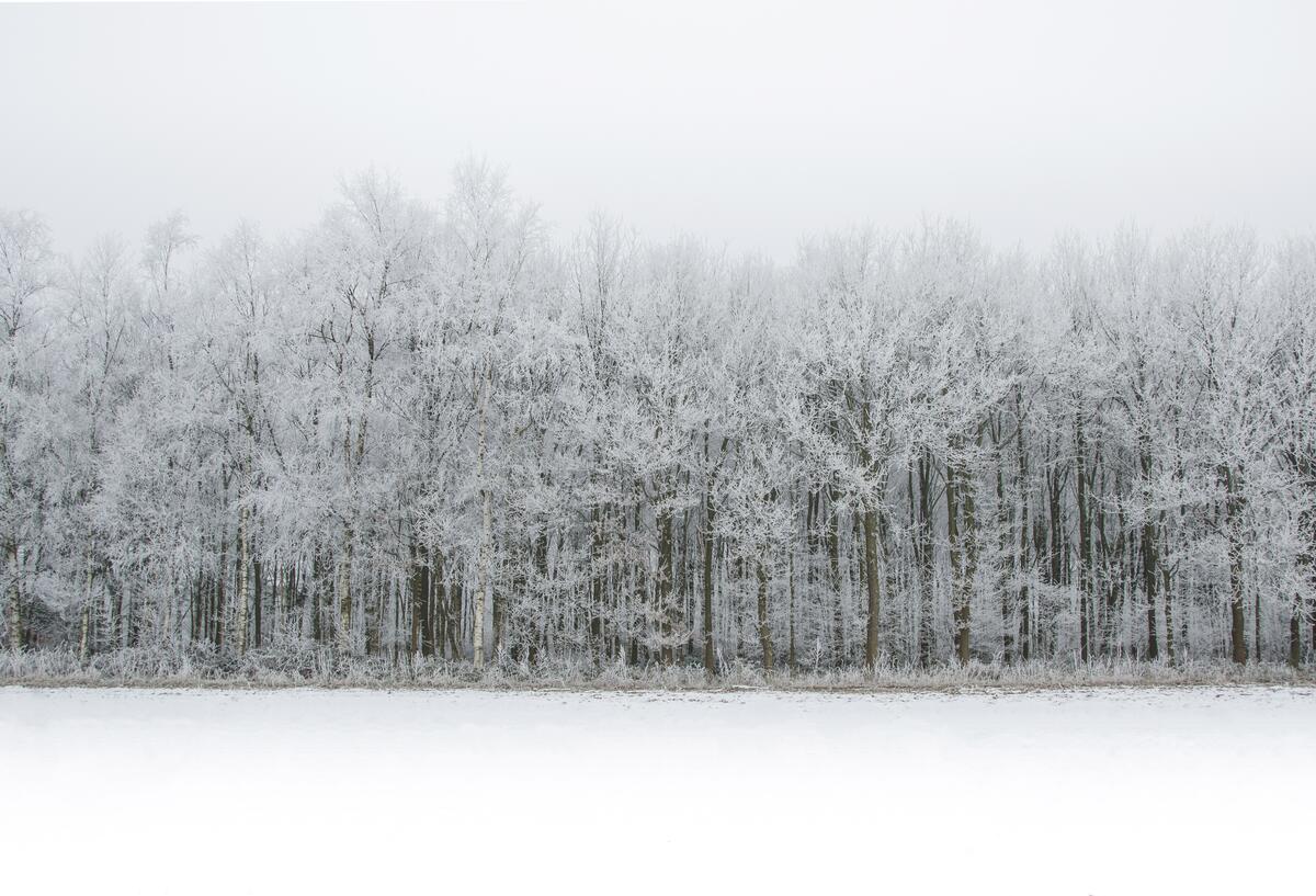 Замороженный лес
