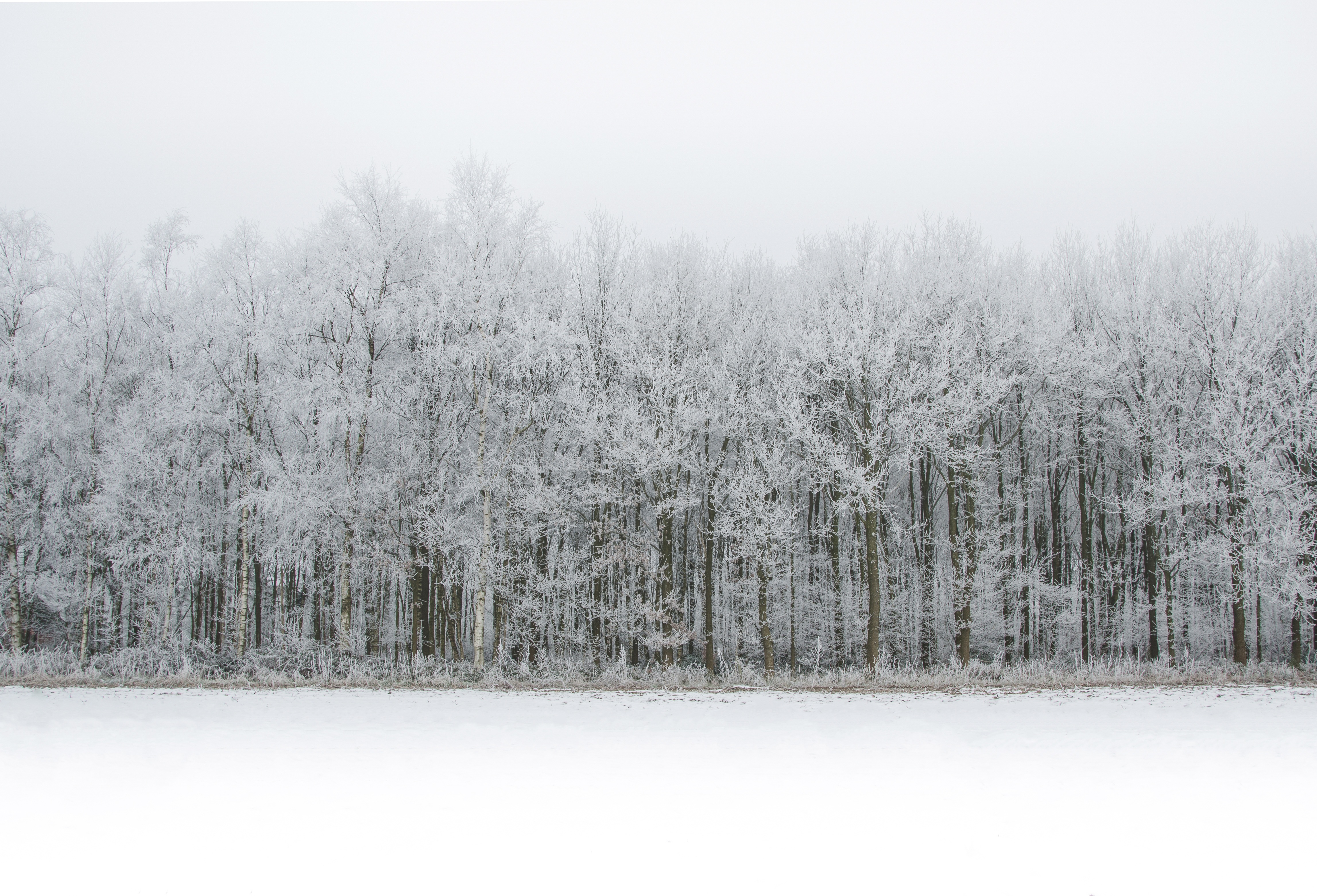 Бесплатное фото Замороженный лес