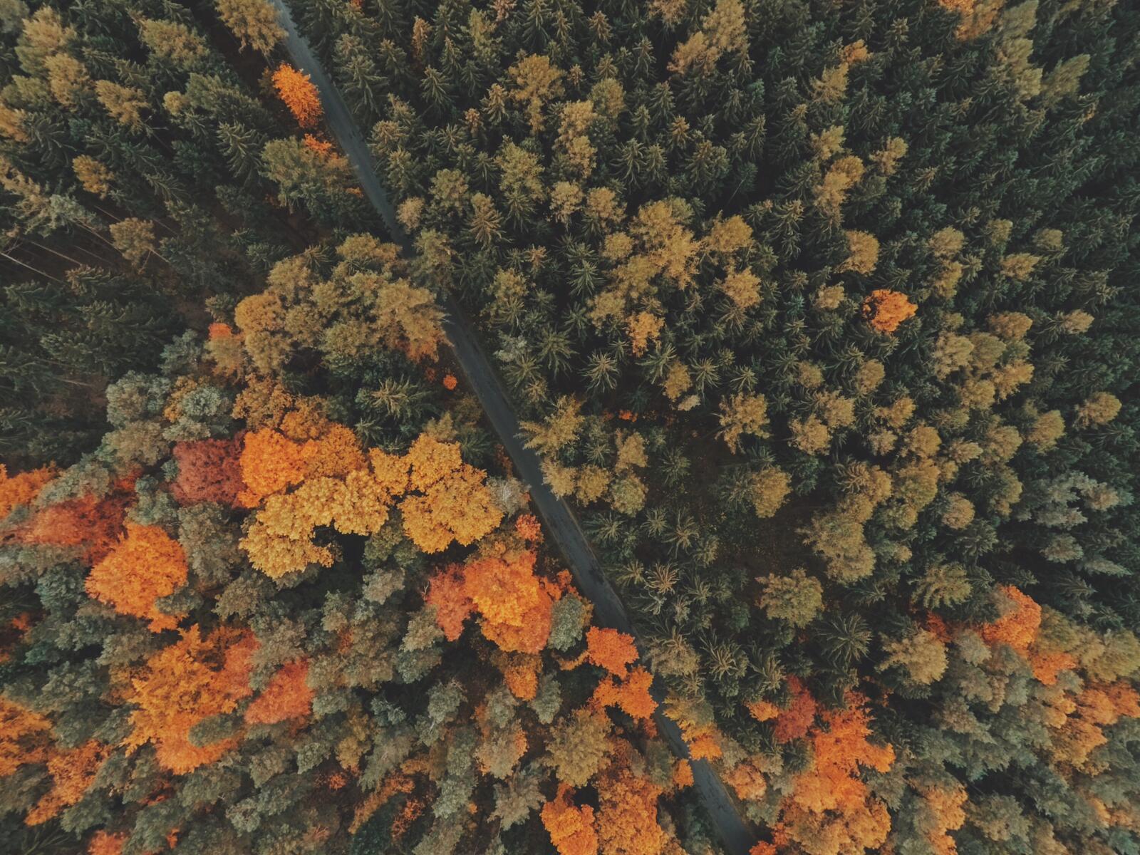 Бесплатное фото Желтеющие кроны деревьев с высоты птичьего полета