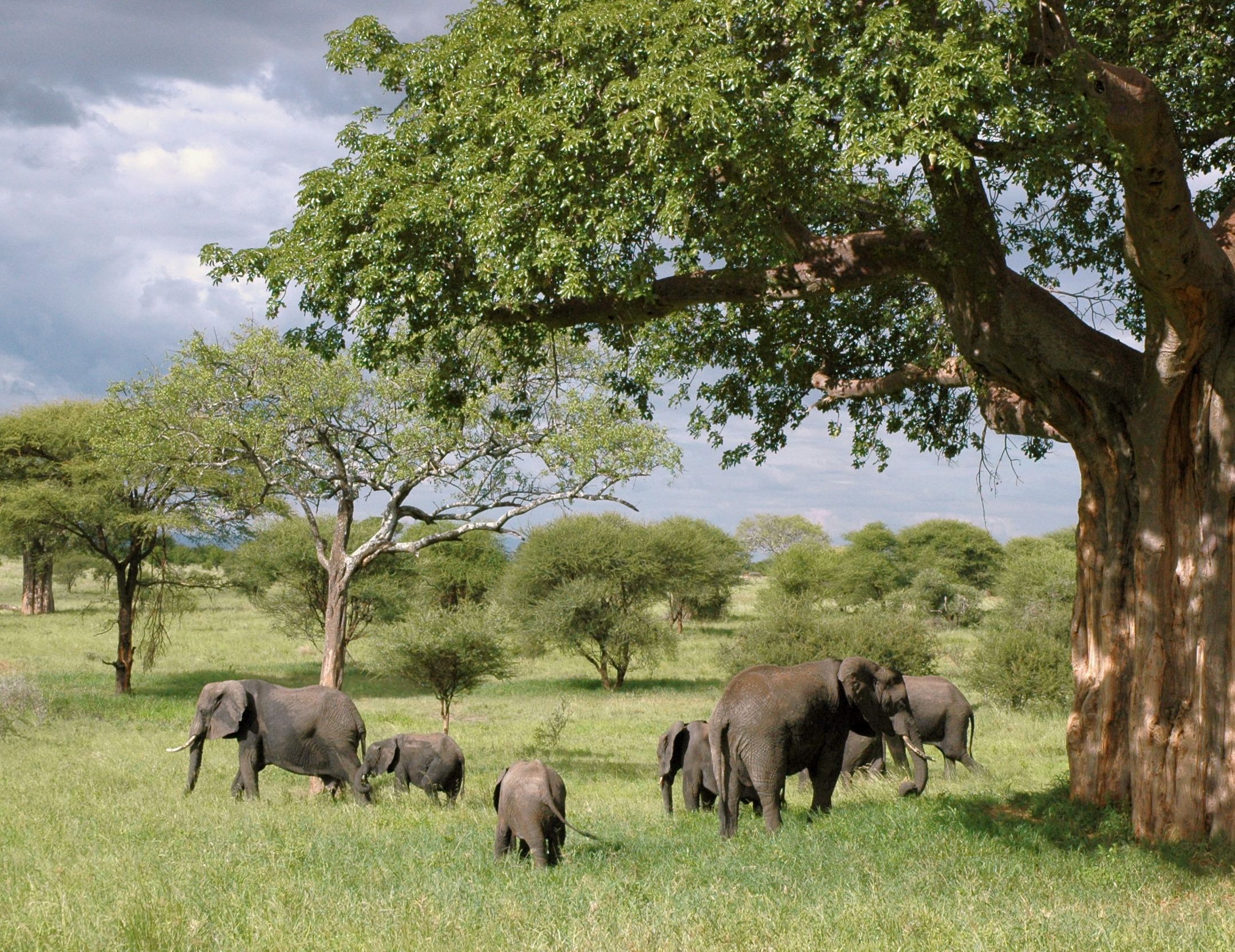 Elephants walking on the warm savannah.