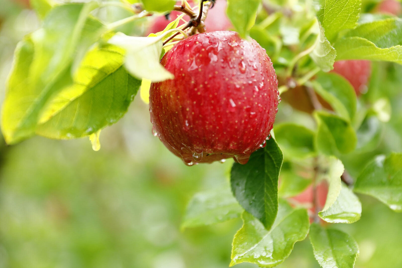 Бесплатное фото Красное яблоко с зелеными листьями под дождем