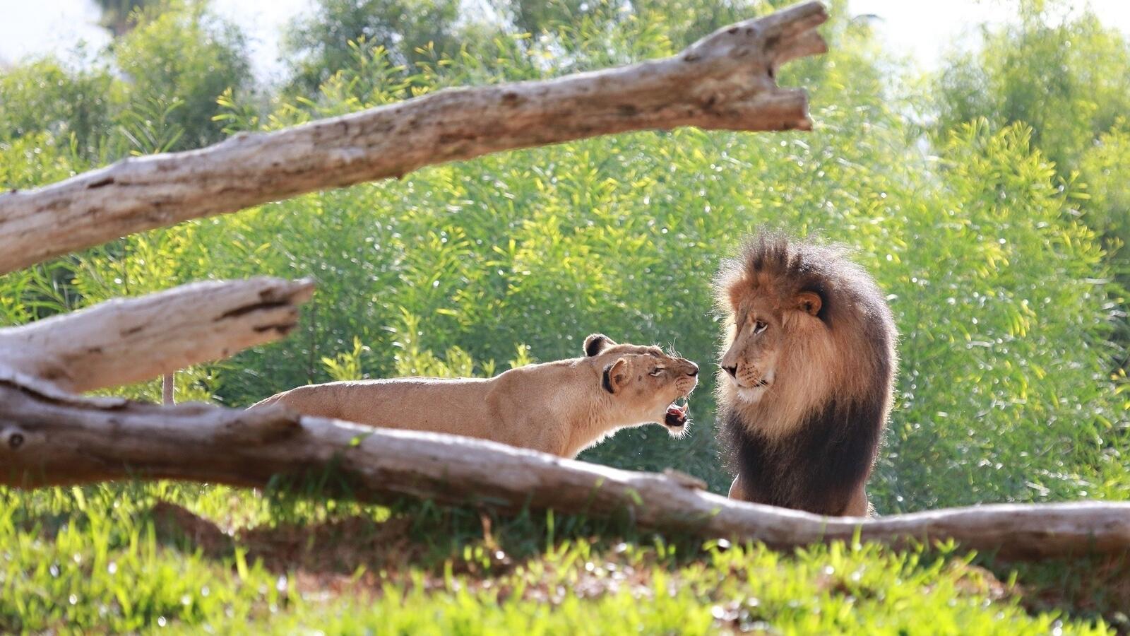 Бесплатное фото Львица огрызается на льва