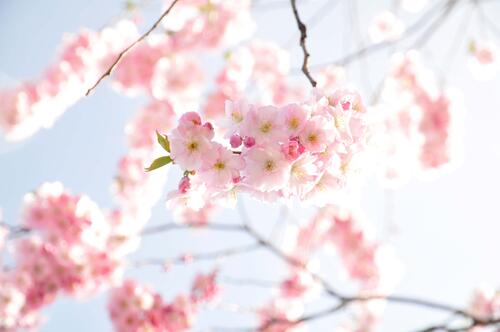 A beautiful pink sprig with cherry blossoms