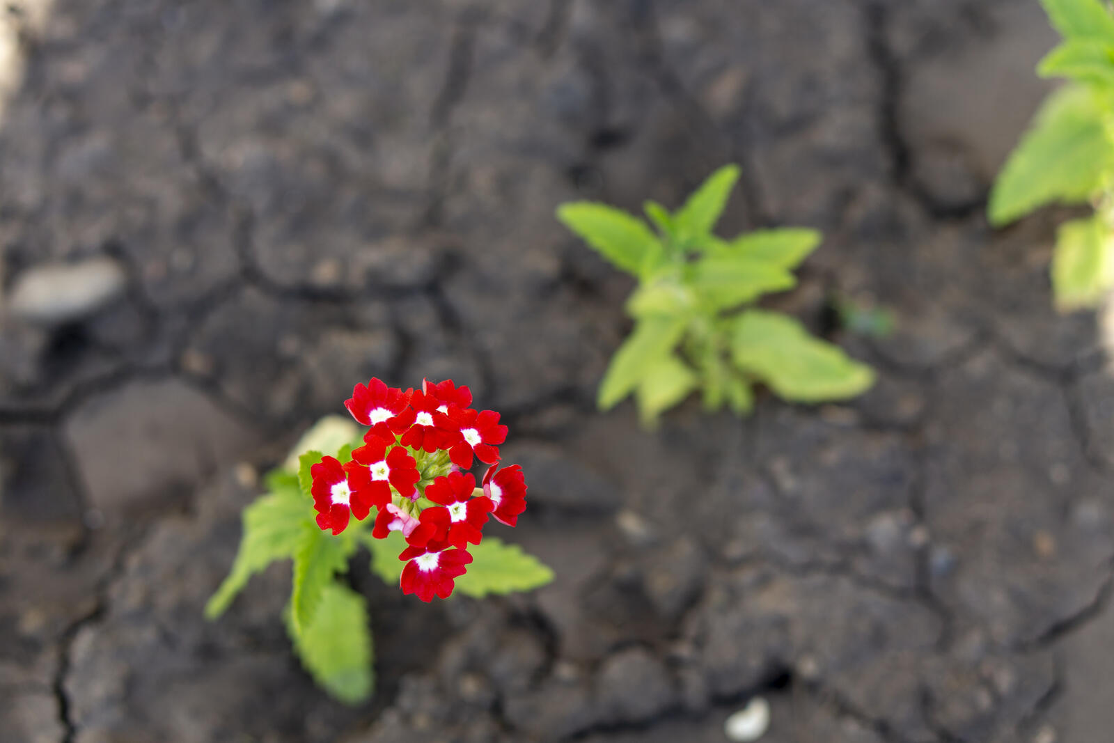 免费照片彩色的红花与病态的花蕊