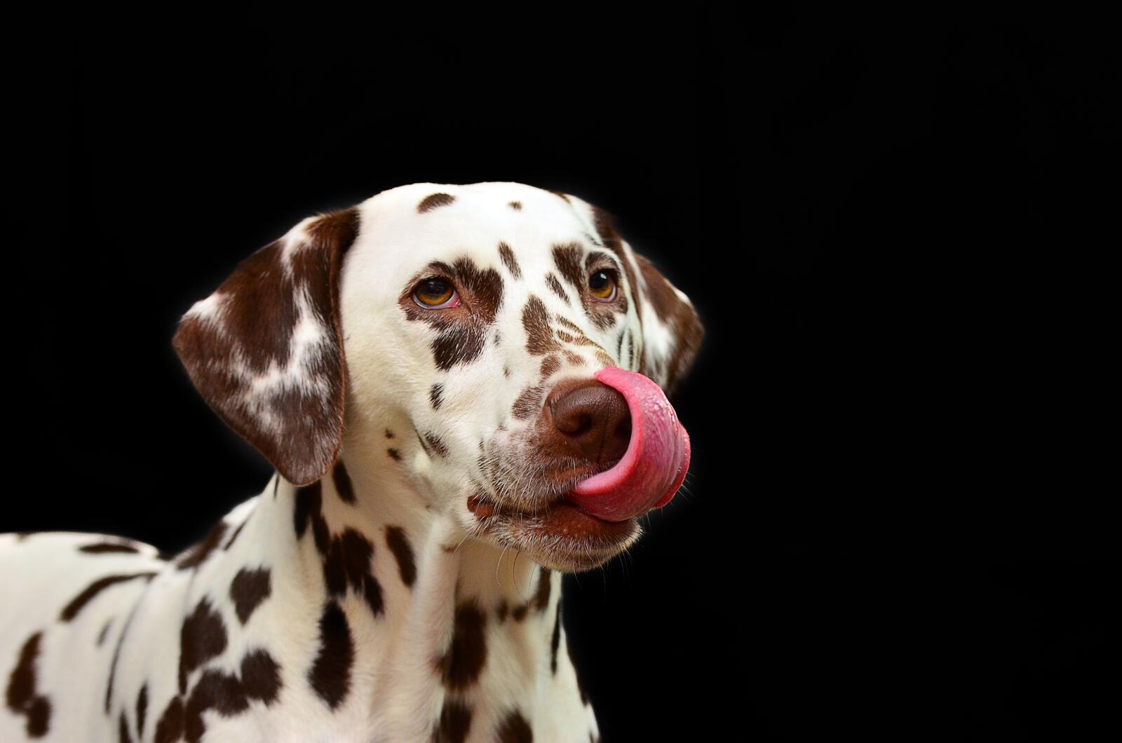 免费照片一只有斑点的大麦町犬在舔食