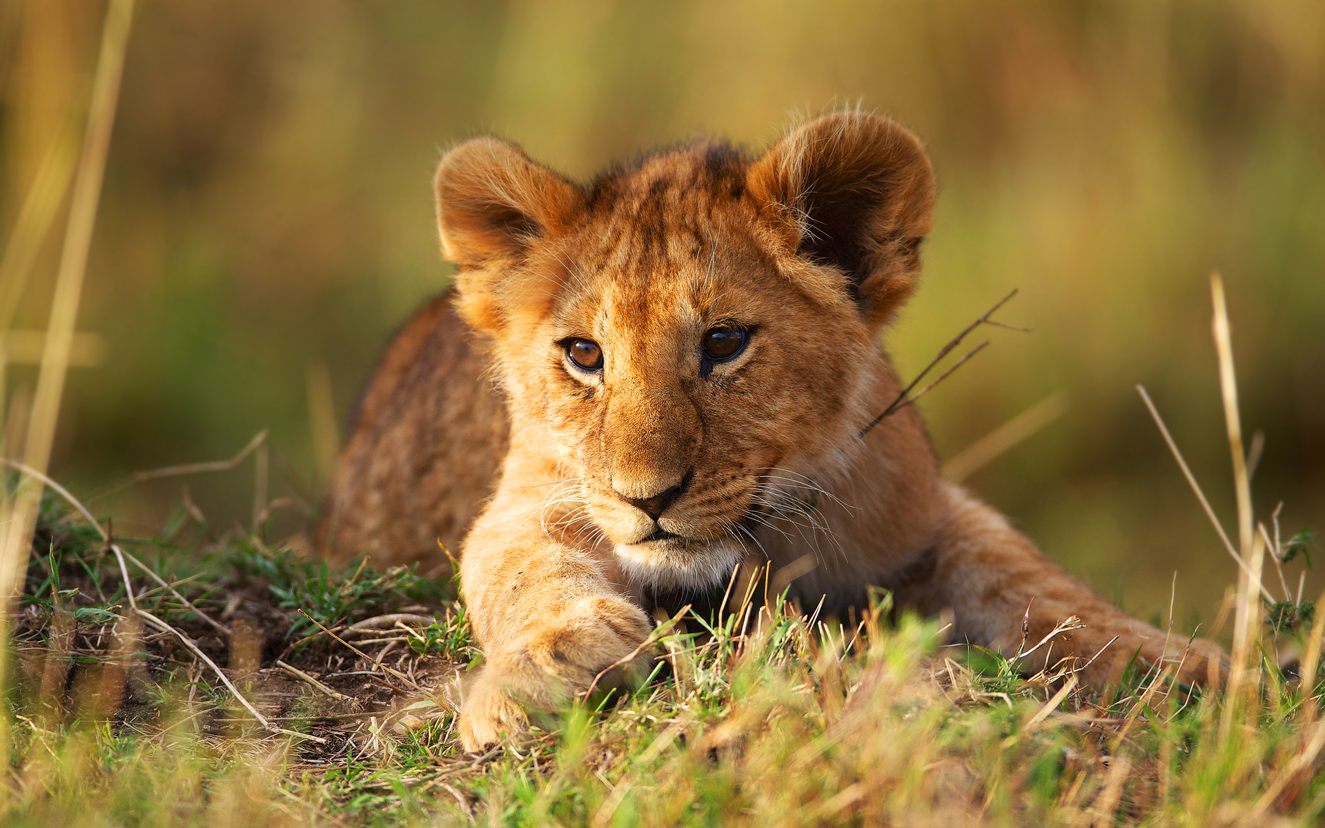 Little lion cub
