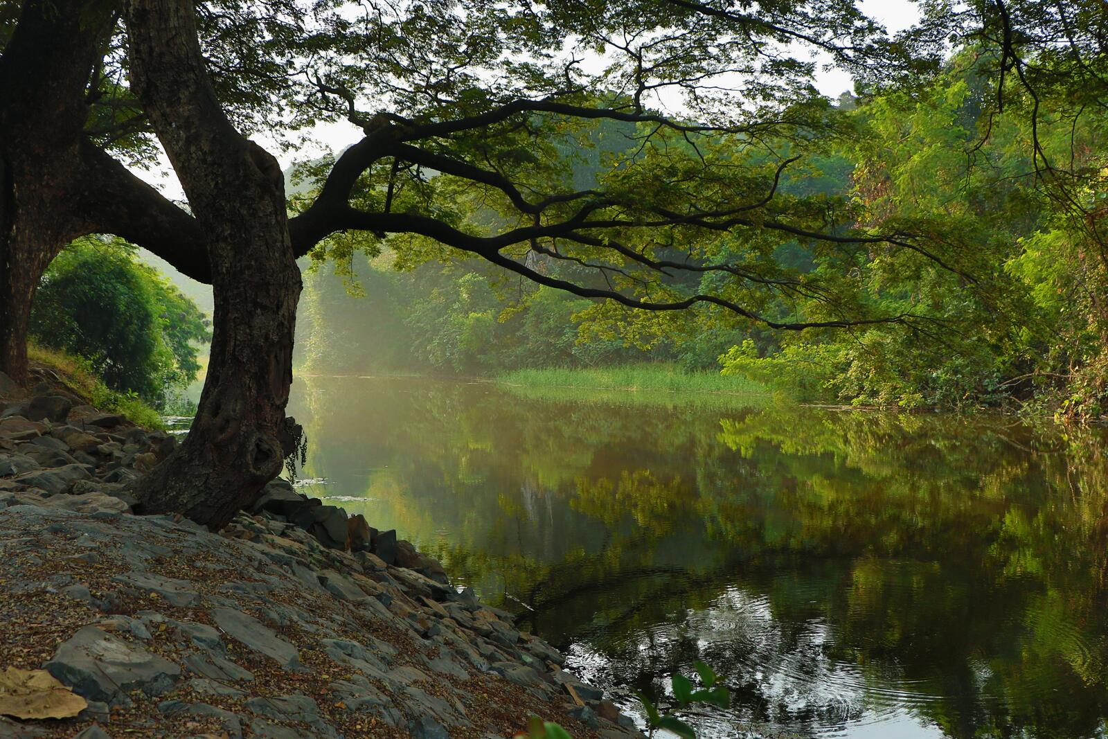 免费照片树林中河岸上的黎明