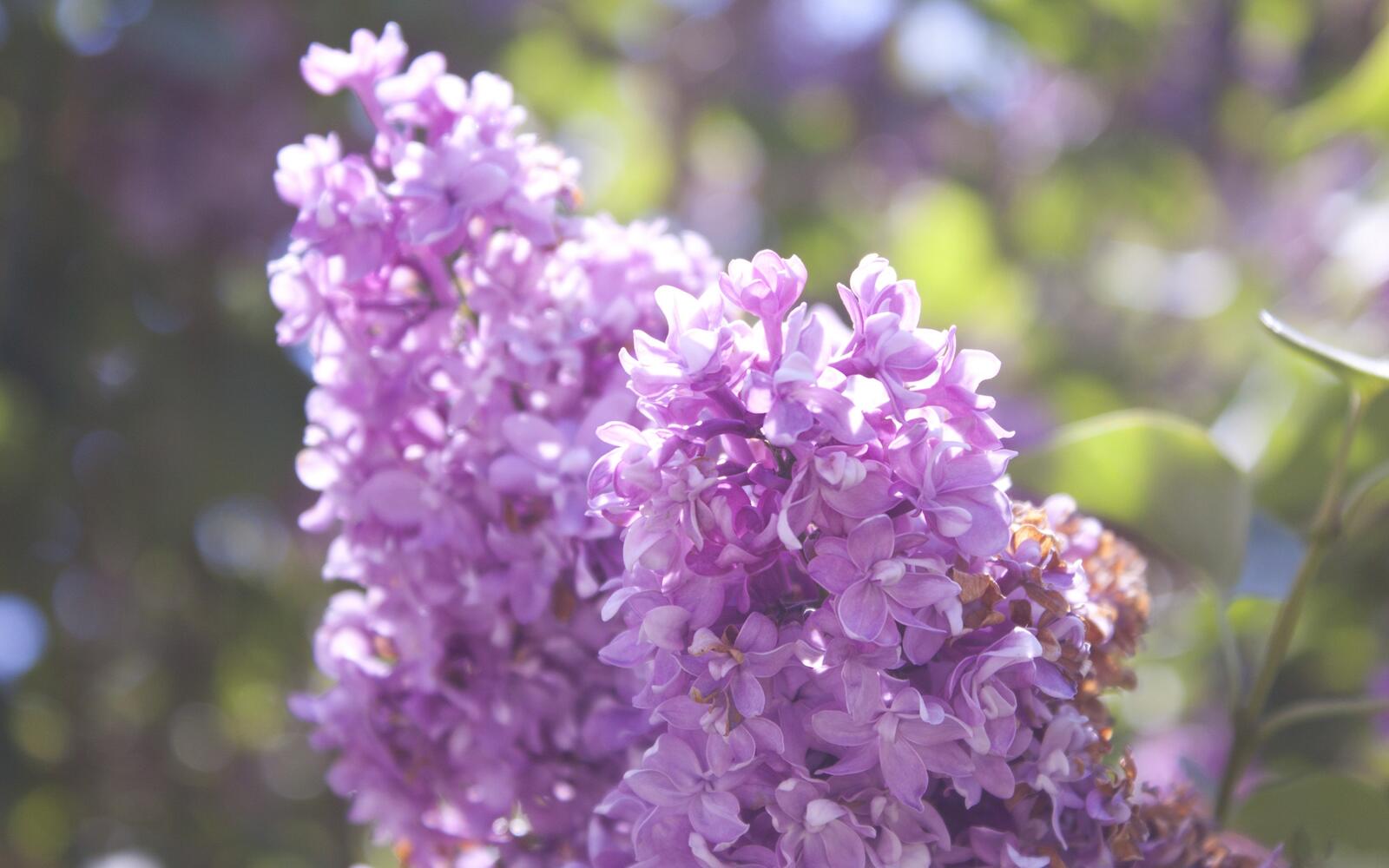 Wallpapers lilac branch spring on the desktop