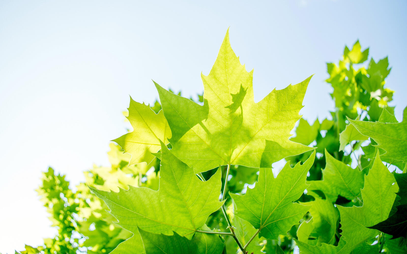 Бесплатное фото Кленовые листья под солнечными лучами