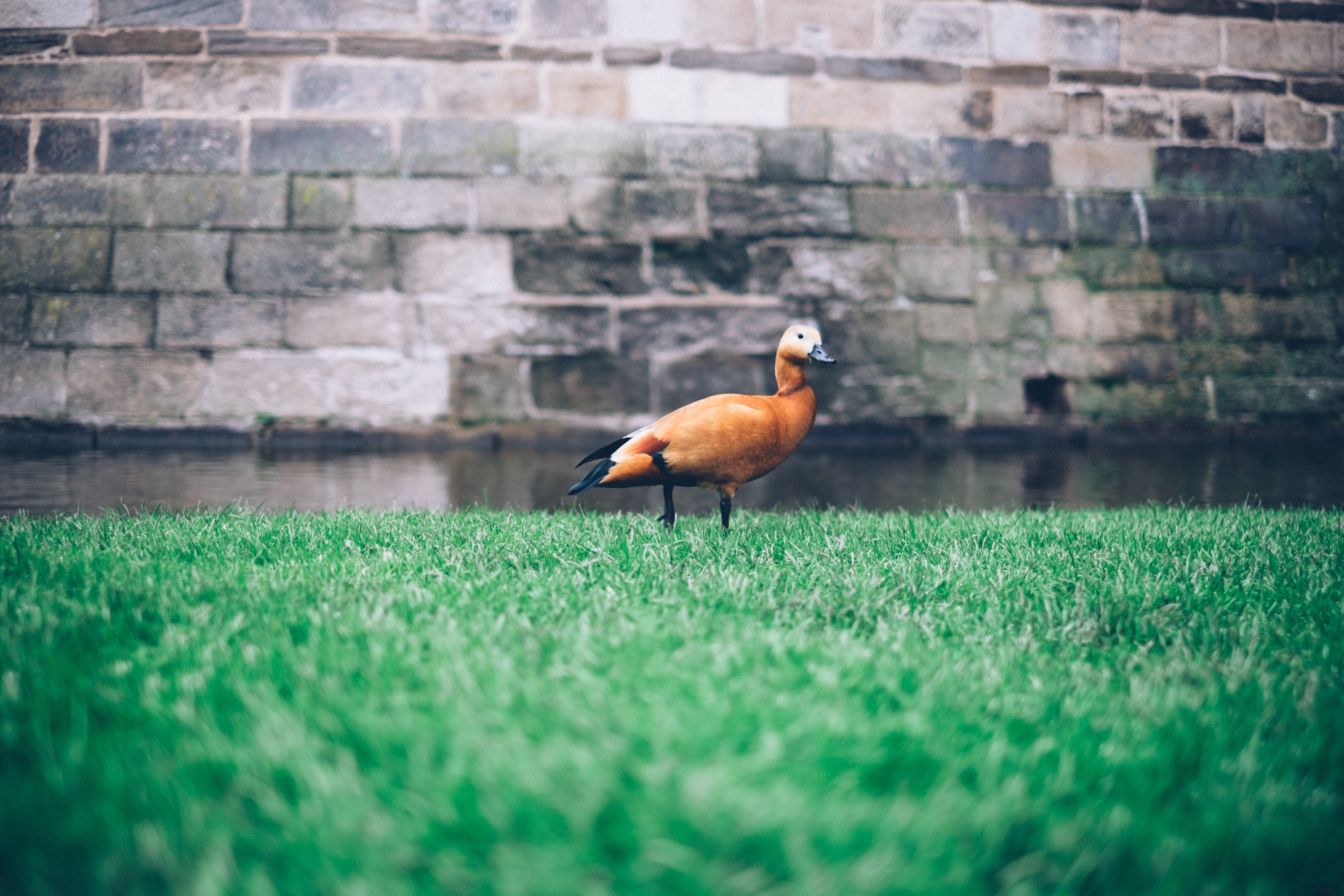 免费照片一只鸭子在池塘边的草地上散步