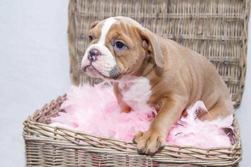 A bulldog puppy in a basket