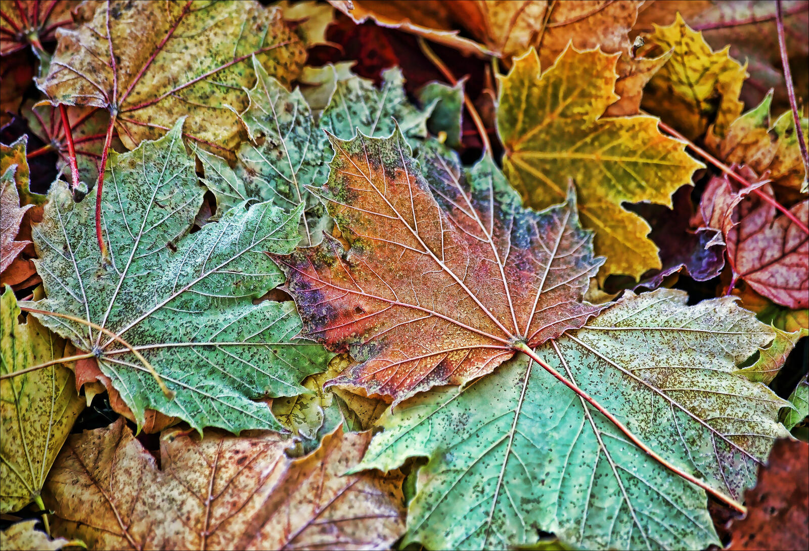 Free photo Fallen multicolored autumn leaves