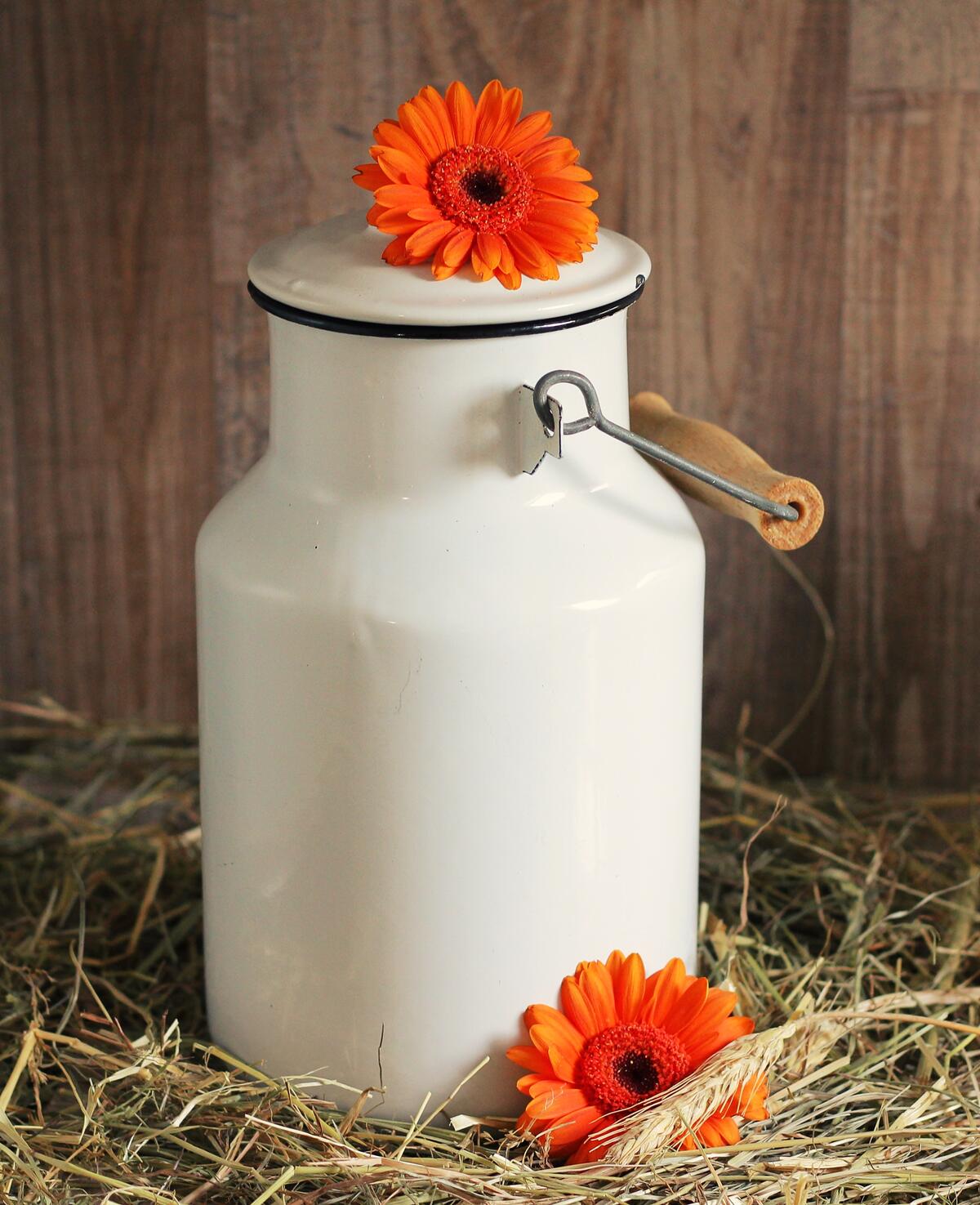 Milk can with orange gerberas.