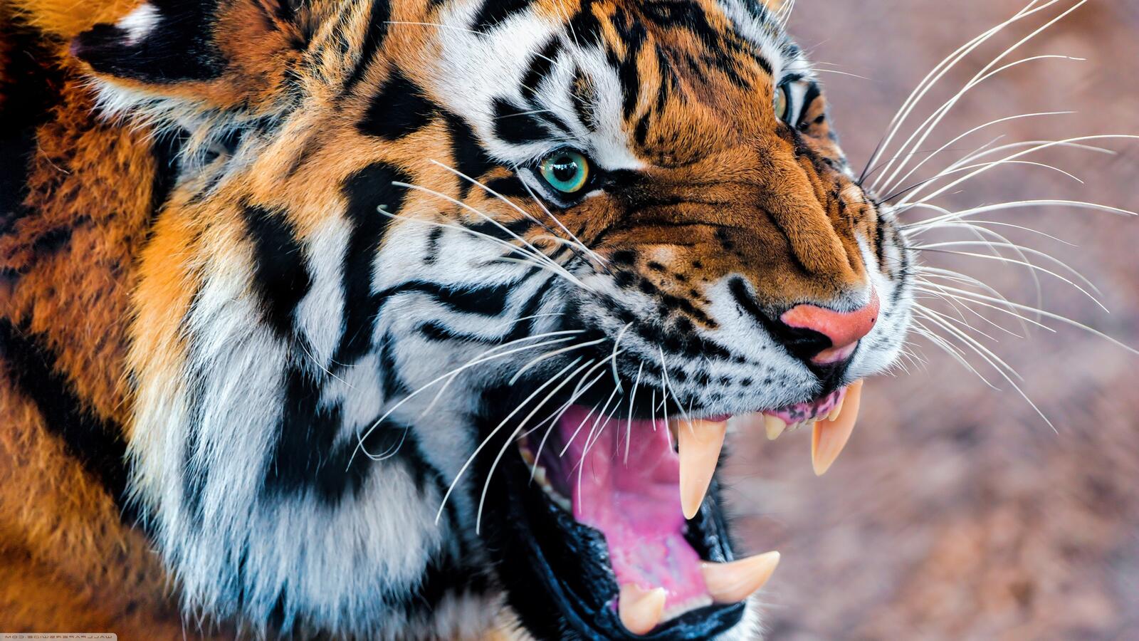 Бесплатное фото Злой тигр