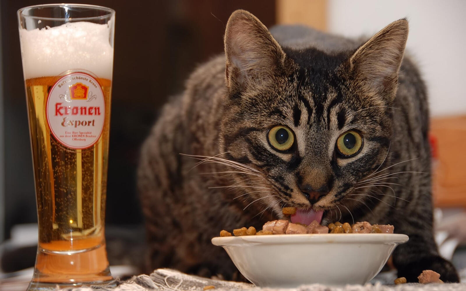 免费照片猫惊喜地从碗里吃东西