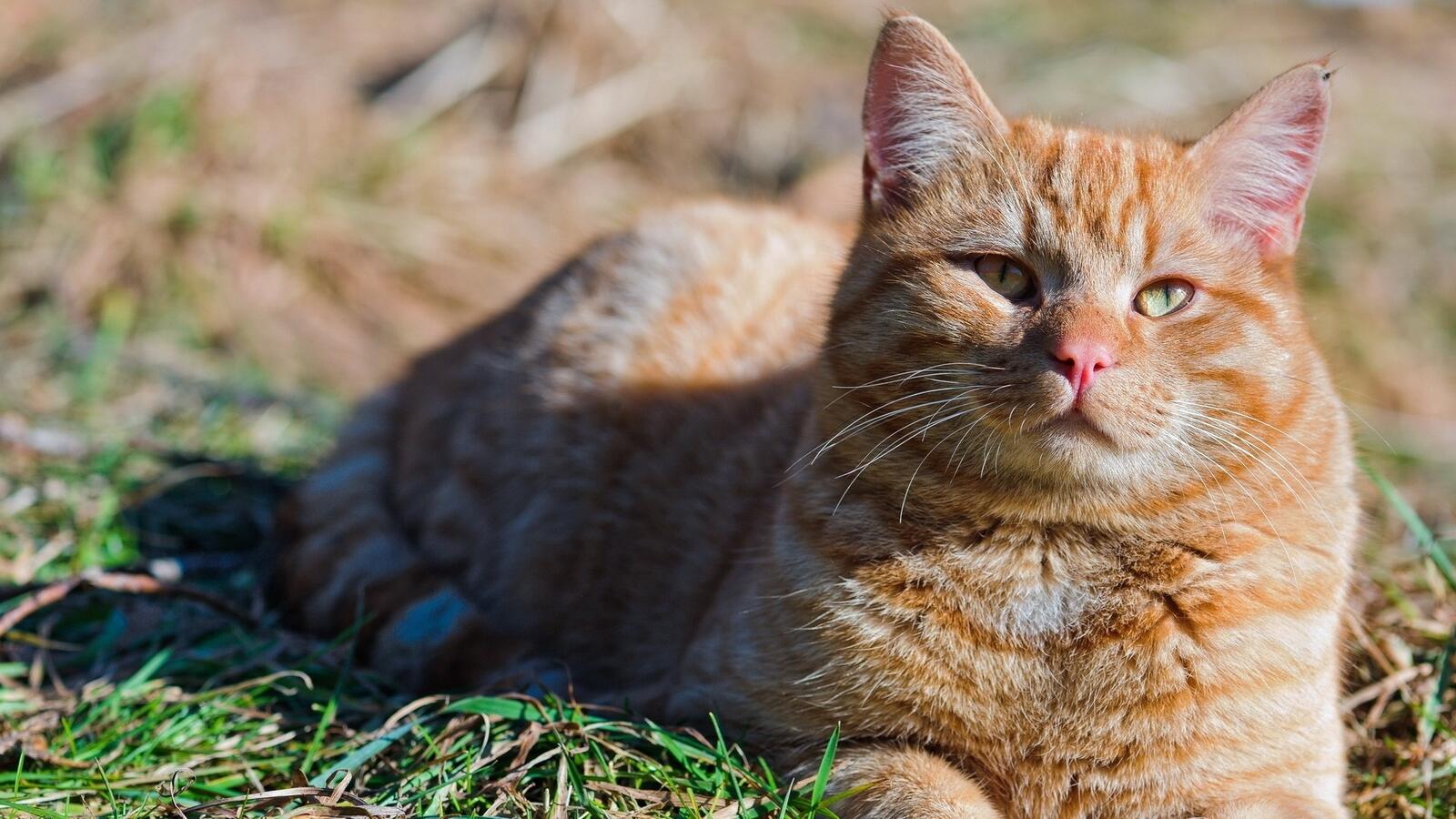 免费照片一只红猫悠闲地晒着太阳。