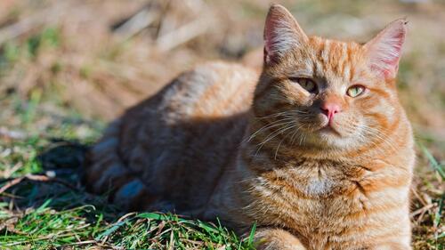 A red cat lounging in the sun.
