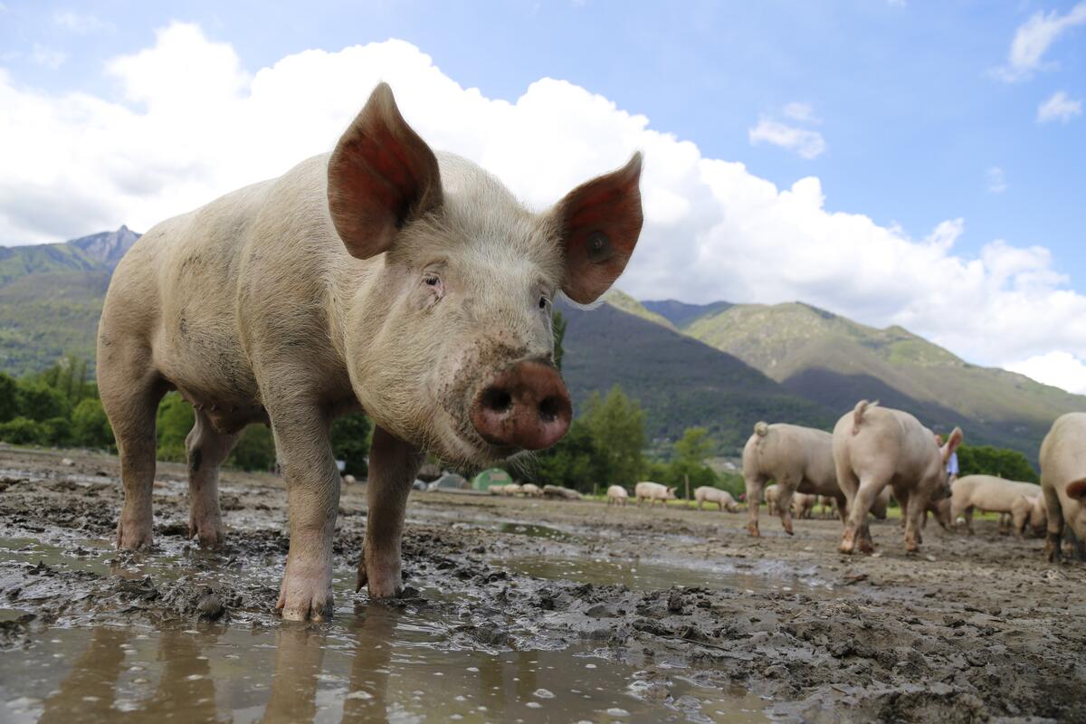 Свинья на ферме смотрит в камеру
