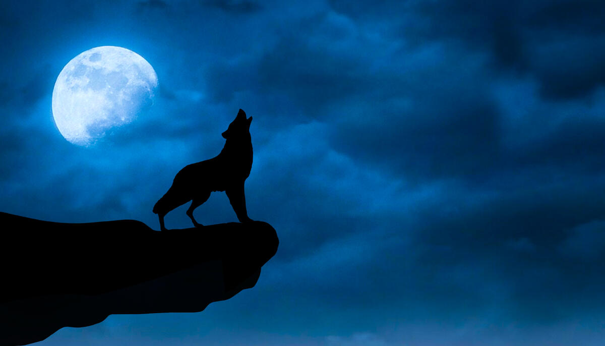 A wolf howls on the edge of a cliff with the moon in the background
