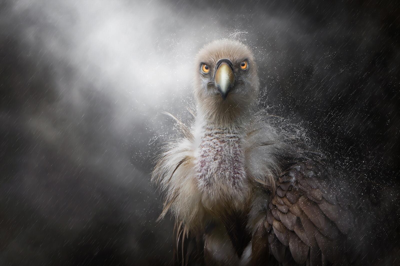 Wallpapers eagle birds drops of rain on the desktop