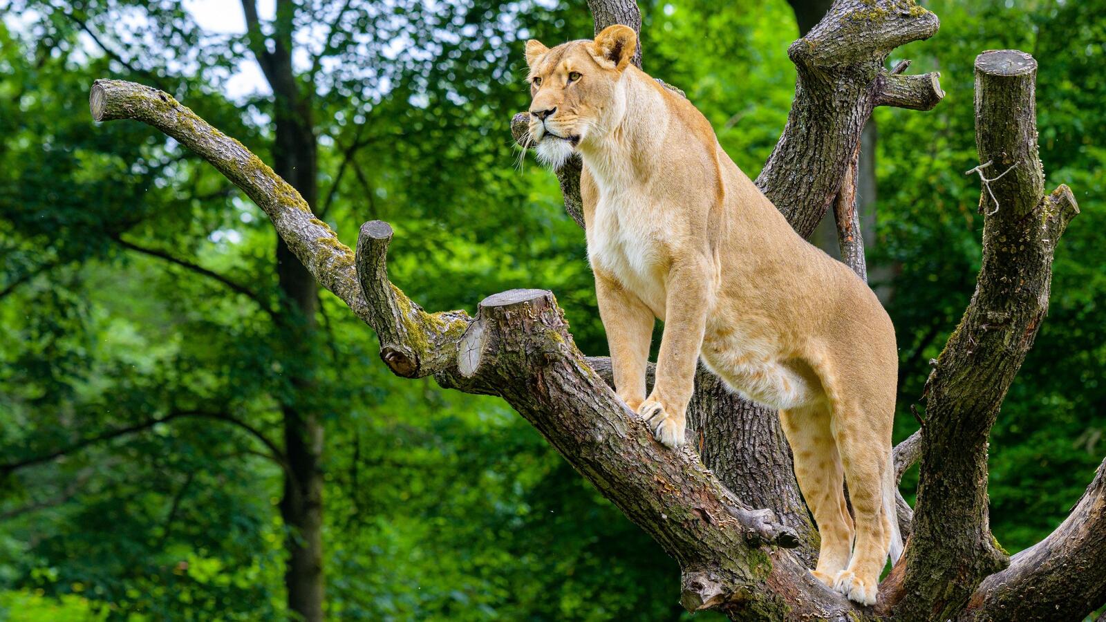 Free photo A lioness looking for prey standing in a tree