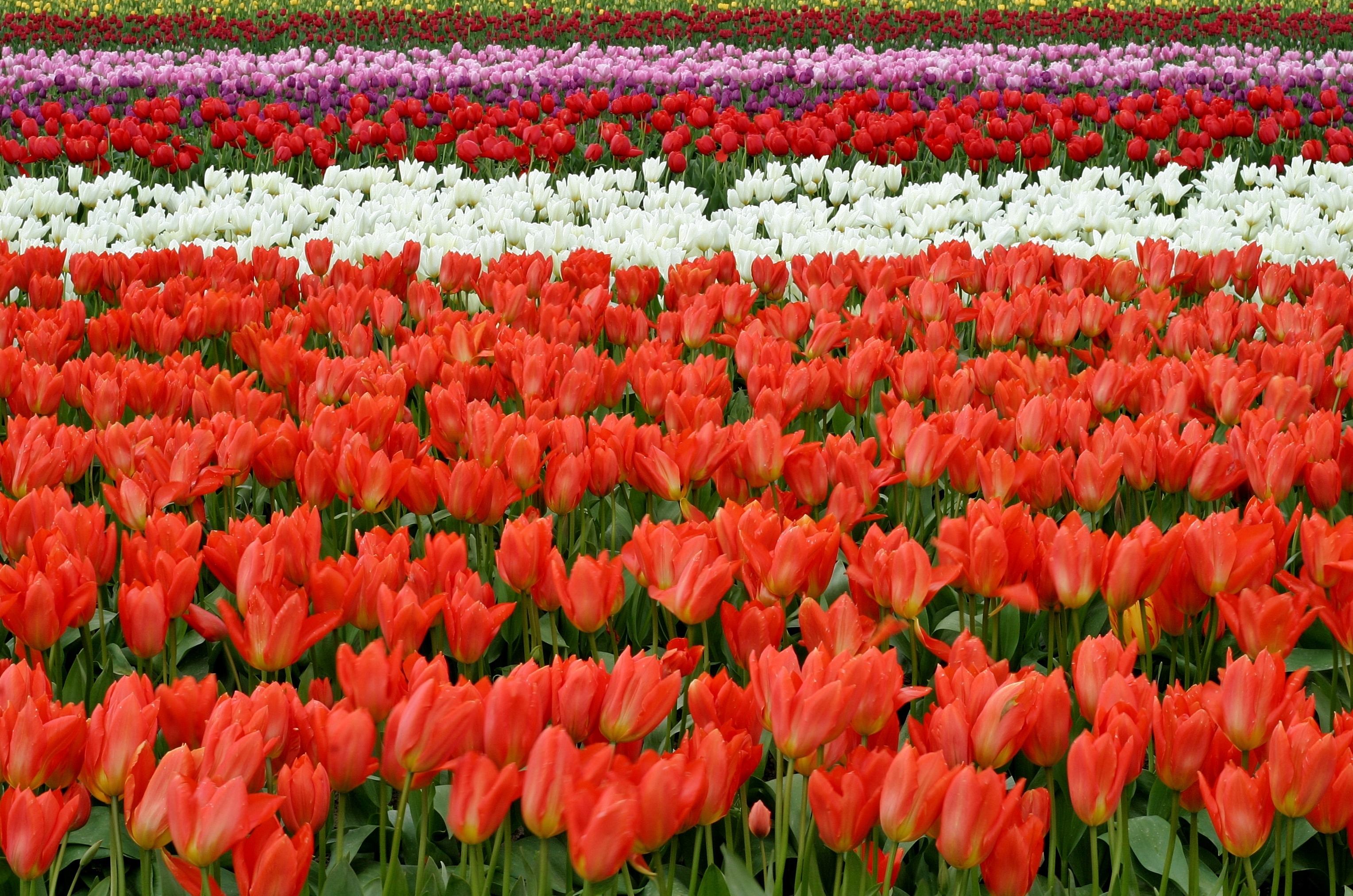 A field of rows of colored tulips