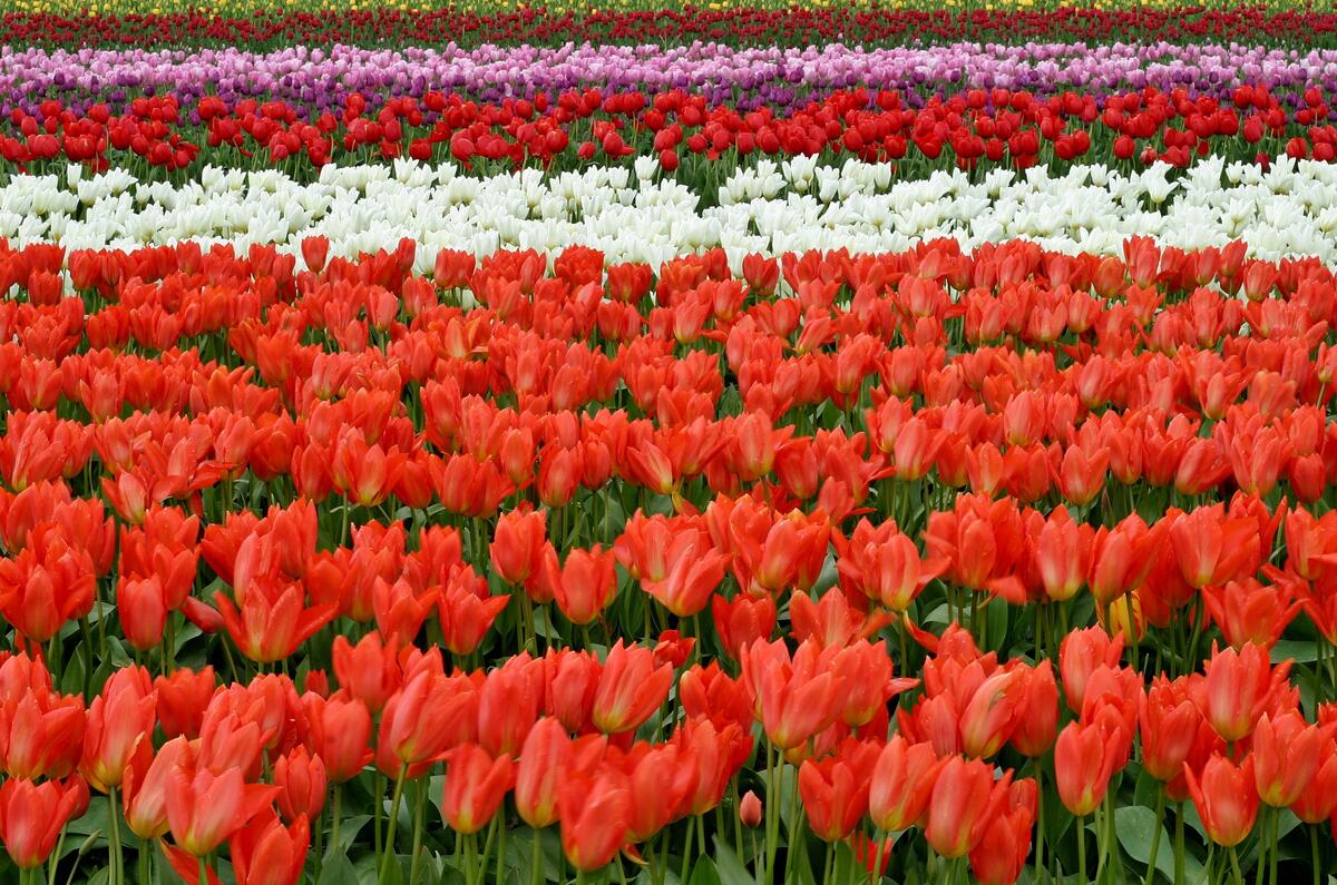 A field of rows of colored tulips
