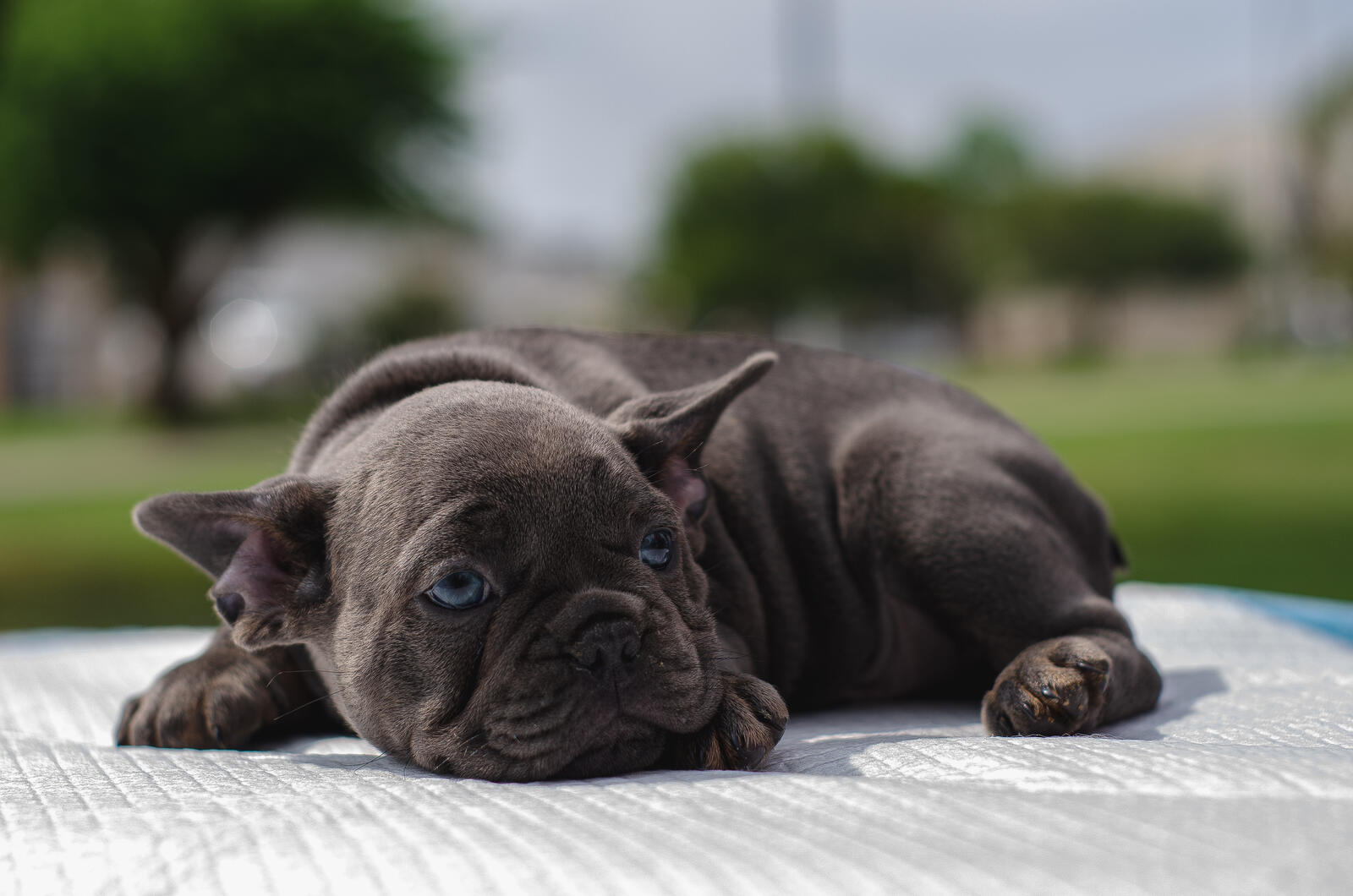 Бесплатное фото Маленький щенок мопса темного цвета
