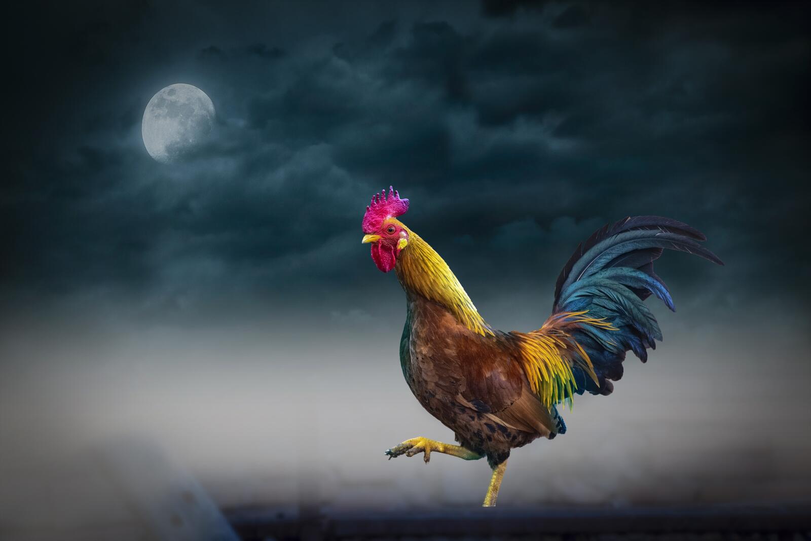 Free photo A rooster in the moonlit sky
