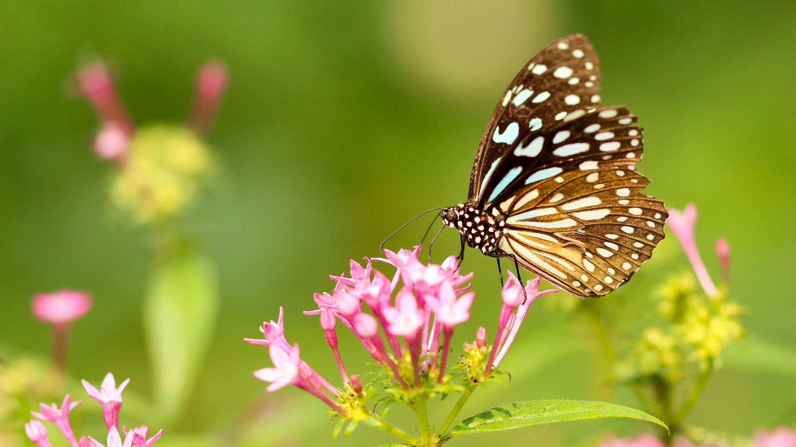 Бесплатное фото Черная бабочка на маленьких розовых цветочках