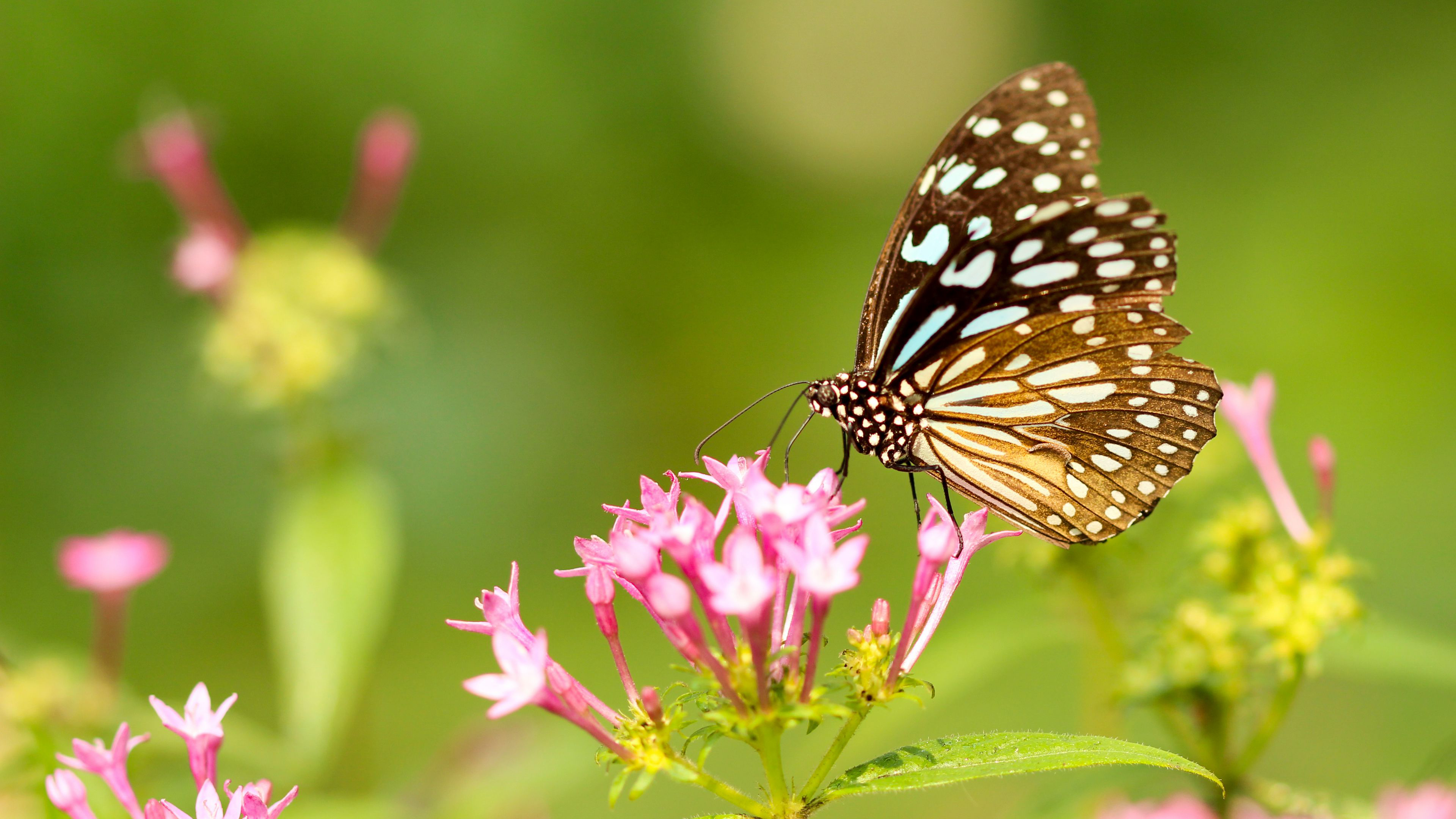 免费照片粉红色小花上的黑蝴蝶