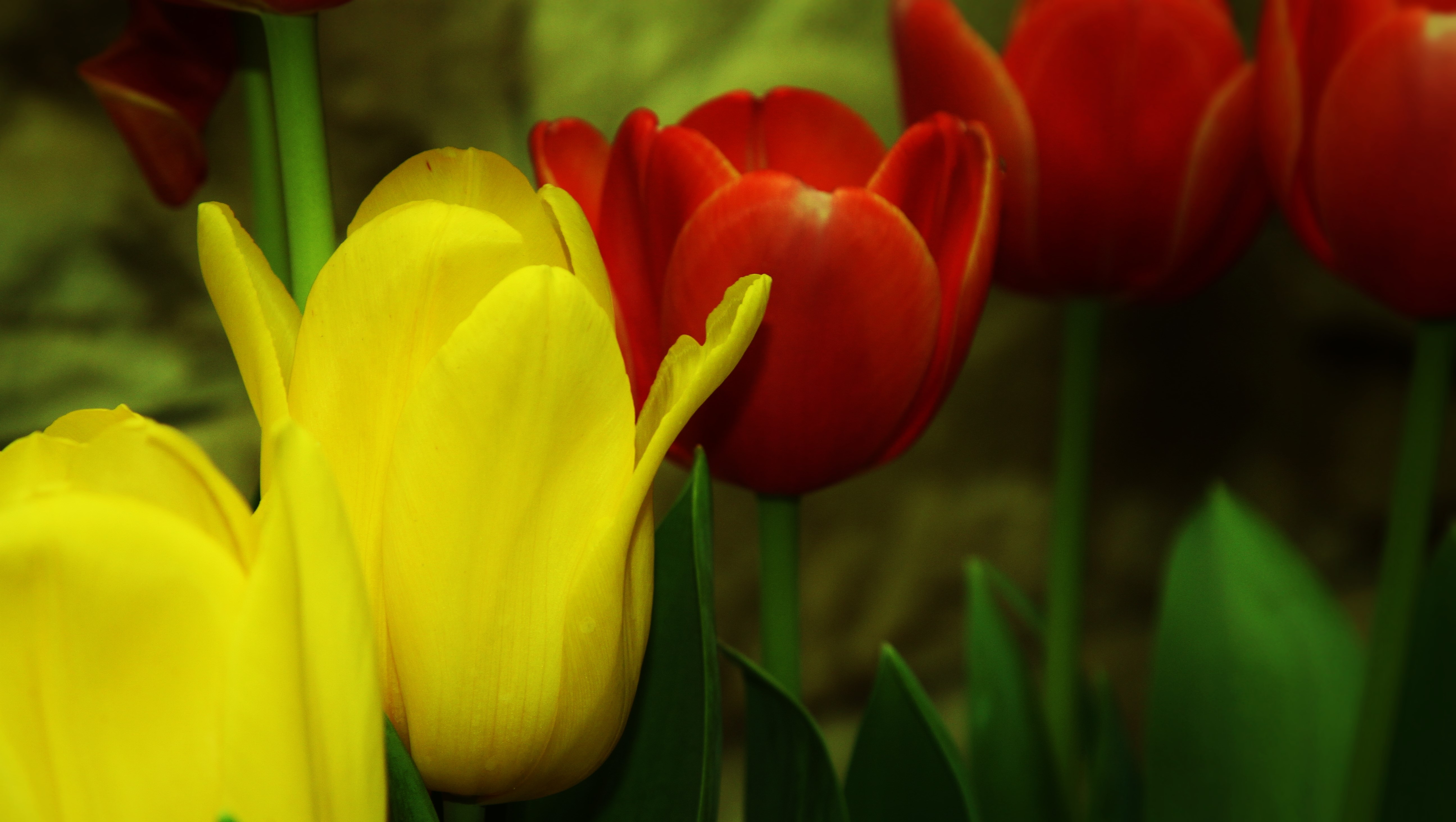 Бесплатное фото Тюльпаны желтые и красные